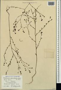 Володушка ясменниковая Heldr. ex Boiss., Крым (KRYM) (Россия)