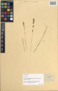 Eragrostis spartinoides Steud., Зарубежная Азия (ASIA) (Филиппины)