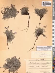 Незабудочник охотский Yurtseva & Khokhr., Сибирь, Чукотка и Камчатка (S7) (Россия)