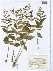 Vincetoxicum hirundinaria subsp. stepposum (Pobed.) Markgr., Восточная Европа, Северо-Украинский район (E11) (Украина)