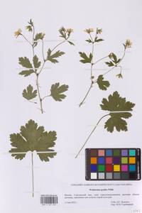 Geum waldsteinia Baill., Восточная Европа, Московская область и Москва (E4a) (Россия)