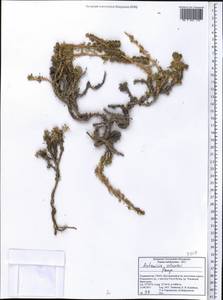 Artemisia rupestris subsp. rupestris, Средняя Азия и Казахстан, Памир и Памиро-Алай (M2) (Таджикистан)