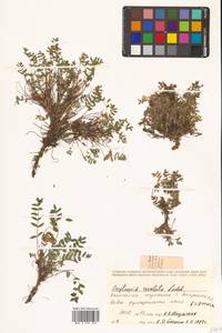 Остролодочник завернутый Ledeb., Сибирь, Чукотка и Камчатка (S7) (Россия)