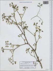 Жабрица извилистая L., Западная Европа (EUR) (Греция)