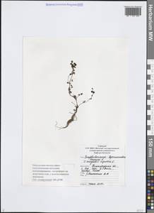 Вероника ключевая, Вероника водная L., Восточная Европа, Волжско-Камский район (E7) (Россия)