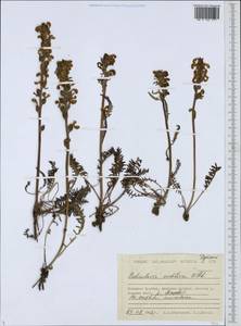 Мытник судетский Willd., Сибирь, Чукотка и Камчатка (S7) (Россия)