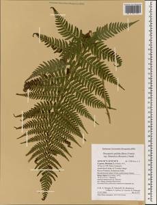 Dryopteris pallida subsp. libanotica (Rosenst.) E. Nardi, Зарубежная Азия (ASIA) (Кипр)
