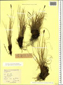 Carex capillifolia (Decne.) S.R.Zhang, Кавказ, Южная Осетия (K4b) (Южная Осетия)