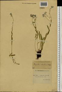 Незабудка лесная Ehrh. ex Hoffm., Сибирь, Якутия (S5) (Россия)