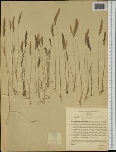 Avellinia festucoides (Link) Valdés & H.Scholz, Западная Европа (EUR) (Италия)