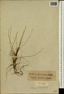 Isolepis fluitans (L.) R.Br., Африка (AFR) (ЮАР)