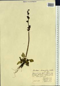 Micranthes hieraciifolia (Waldst. & Kit.) Haw., Сибирь, Чукотка и Камчатка (S7) (Россия)