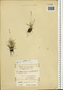 Овсяница, Сибирь, Центральная Сибирь (S3) (Россия)