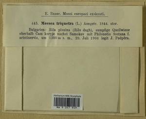 Meesia triquetra (L. ex Jolycl.) Ångstr., Гербарий мохообразных, Мхи - Западная Европа (BEu) (Болгария)