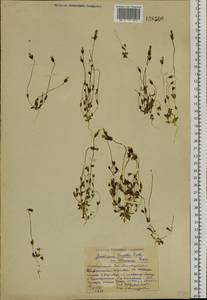 Комастома нежная (Rottb.) Toyok., Сибирь, Алтай и Саяны (S2) (Россия)