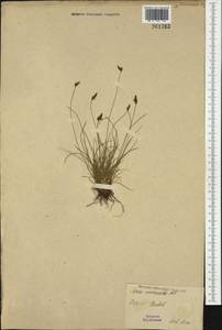 Carex mucronata All., Западная Европа (EUR) (Польша)