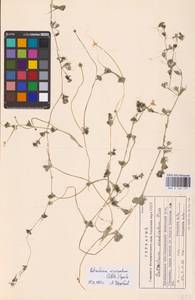 Водяной лютик завитой, Шелковник завитой Sibth., Восточная Европа, Центральный лесной район (E5) (Россия)