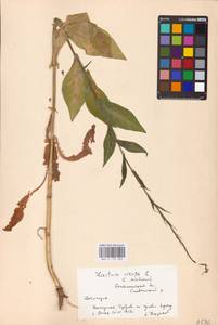 Латук дубравный L., Восточная Европа, Южно-Украинский район (E12) (Украина)