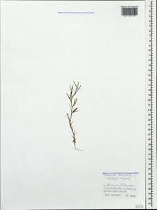 Dianthus nudiflorus Griff., Кавказ, Краснодарский край и Адыгея (K1a) (Россия)