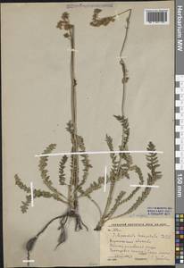 Таволга обыкновенная Moench, Восточная Европа, Центральный лесостепной район (E6) (Россия)