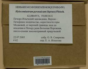 Hylocomiastrum pyrenaicum (Spruce) M. Fleisch. ex Broth., Гербарий мохообразных, Мхи - Архангельская и Вологодская области, Коми, Ненецкий АО (B7) (Россия)