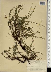 Origanum sipyleum L., Зарубежная Азия (ASIA) (Турция)