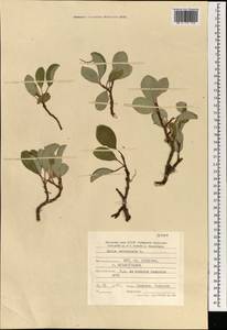 Ива сетчатая L., Монголия (MONG) (Монголия)