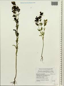 Rhinanthus serotinus var. vernalis (N. W. Zinger) Janch., Сибирь, Алтай и Саяны (S2) (Россия)