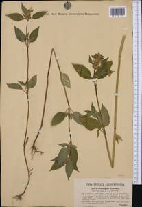 Пикульник обыкновенный L., Западная Европа (EUR) (Словения)