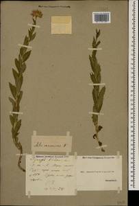Кемуляриелла кавказская (Willd.) Tamamsch., Кавказ, Грузия (K4) (Грузия)