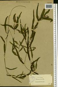 Potamogeton × nitens Weber, Восточная Европа, Северо-Западный район (E2) (Россия)