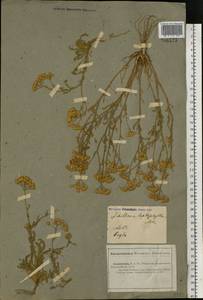 Тысячелистник тонколистный M. Bieb., Восточная Европа, Нижневолжский район (E9) (Россия)