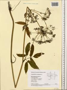 Сныть обыкновенная L., Восточная Европа, Центральный район (E4) (Россия)