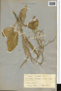 Brassica rapa subsp. sylvestris (L.) Janch., Средняя Азия и Казахстан, Северный и Центральный Казахстан (M10) (Казахстан)