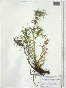 Eryngium amethystinum L., Западная Европа (EUR) (Греция)