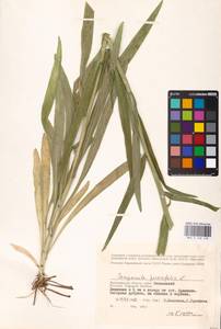 Колокольчик персиколистный L., Восточная Европа, Нижневолжский район (E9) (Россия)