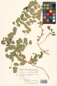 Lathyrus japonicus var. maritimus (L.) J.T.Kartesz & Gandhi, Сибирь, Дальний Восток (S6) (Россия)