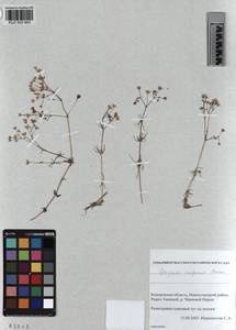 KUZ 003 943, Spergula arvensis subsp. arvensis, Сибирь, Алтай и Саяны (S2) (Россия)