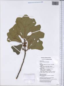 Quercus marilandica (L.) Münchh., Америка (AMER) (США)