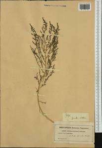 Suaeda spicata (Willd.) Moq., Западная Европа (EUR) (Неизвестно)