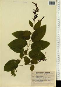Desmodium gangeticum (L.)DC., Зарубежная Азия (ASIA) (Индия)