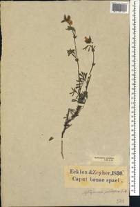 Tephrosia grandiflora (Aiton)Pers., Африка (AFR) (ЮАР)