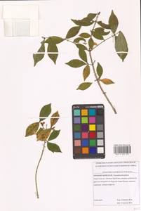 Бересклет крылатый (Thunb.) Siebold, Сибирь, Дальний Восток (S6) (Россия)