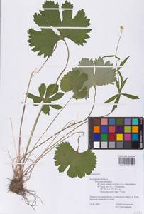 Лютик, Восточная Европа, Центральный район (E4) (Россия)