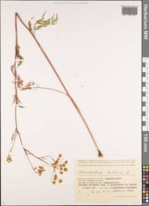 Бутень клубненосный L., Восточная Европа, Нижневолжский район (E9) (Россия)