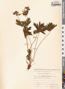 Герань волосистоцветковая DC., Сибирь, Чукотка и Камчатка (S7) (Россия)