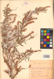 Ива джунгарская Andersson, Средняя Азия и Казахстан, Каракумы (M6) (Туркмения)