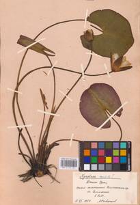 Кувшинка белоснежная C.Presl, Восточная Европа, Восточный район (E10) (Россия)