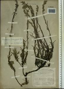 Artemisia lagocephala var. lithophila (Turcz. ex DC.) Y. R. Ling, Сибирь, Прибайкалье и Забайкалье (S4) (Россия)
