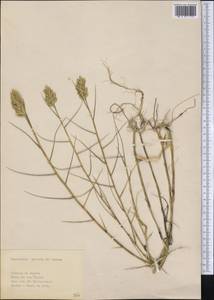 Distichlis spicata (L.) Greene, Америка (AMER) (Куба)